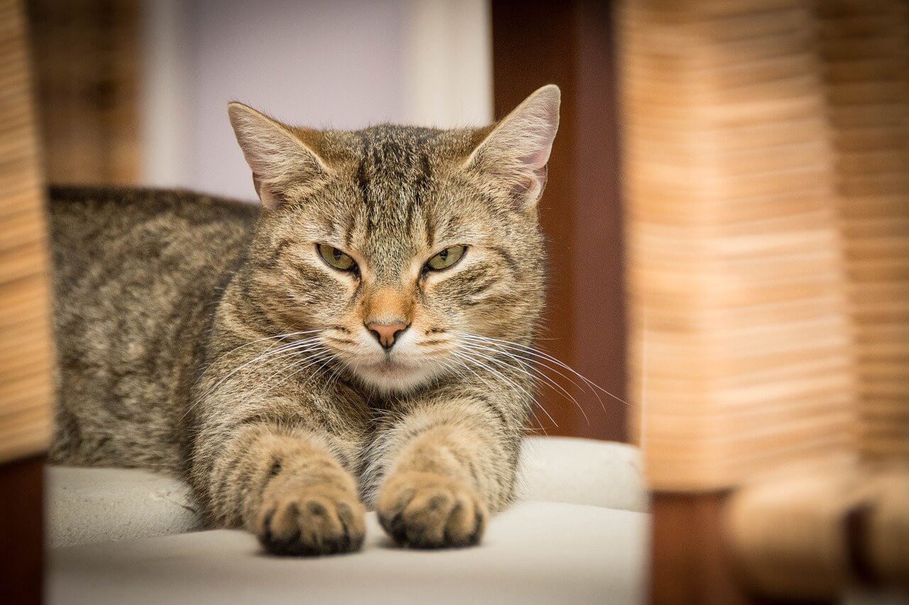 Why Your Cat is Secretly Plotting Against You